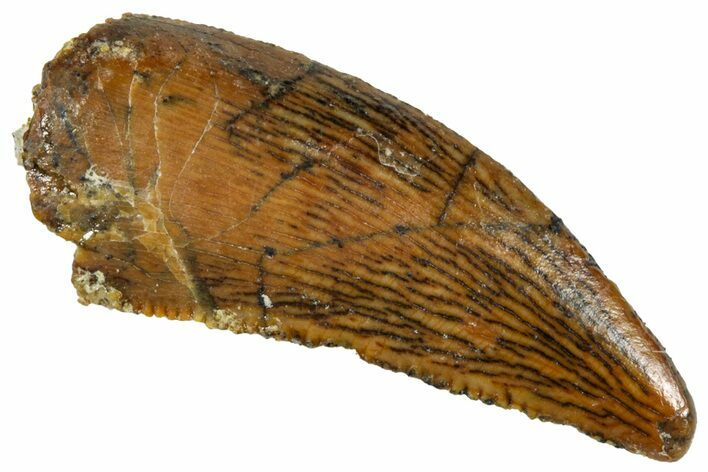 Serrated, Raptor Tooth - Real Dinosaur Tooth #261124